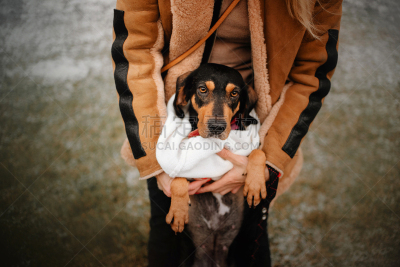 纯种犬,猎熊犬,户外,狗,混血儿,视角,肖像,上装