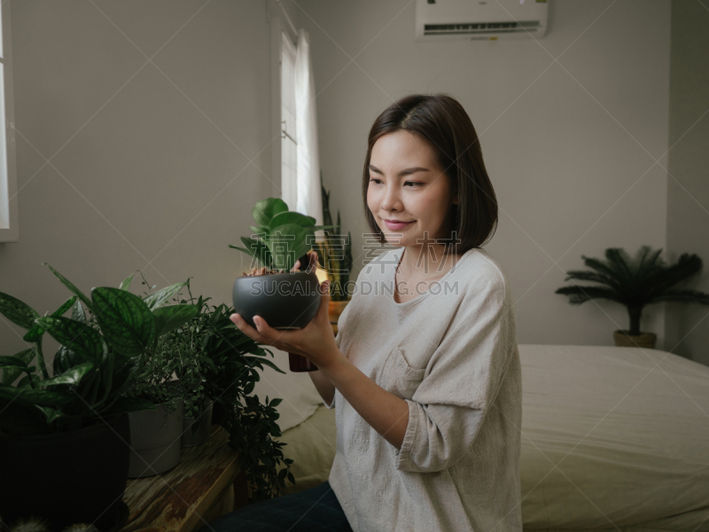 仙人掌,园艺,女性,家庭生活,锅,看,农业,仅日本人,喷雾瓶,泰国