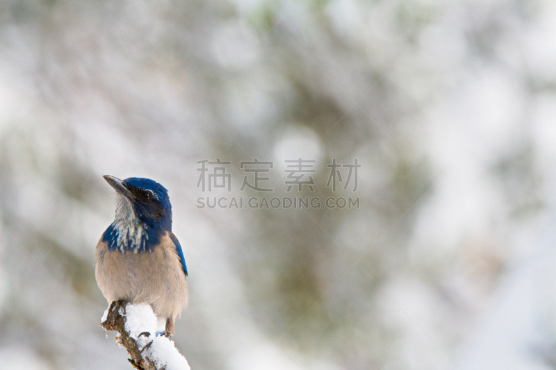 加利福尼亚,灌丛鸦,雪,可爱的,恐惧,野生动物,肖像,环境保护,公园,北美歌雀