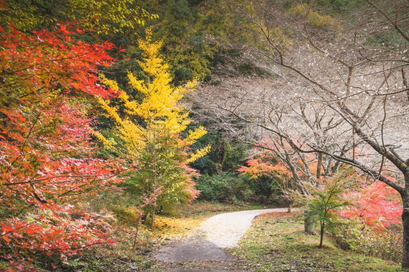 绿色,秋天,背景,日本,季节,京都府,式样,红花槭