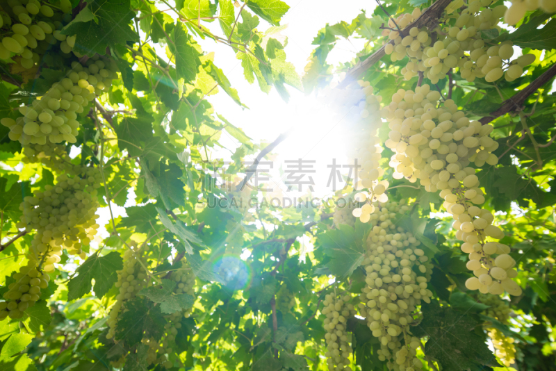 绿色,葡萄园,活力,农业,饮食产业,枝繁叶茂,葡萄,丰富,著名景点,有蔓植物