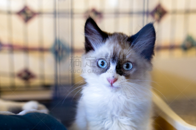 可爱的,小猫,猫