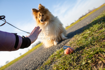 狗,前面,喜乐蒂牧羊犬,鱼饵