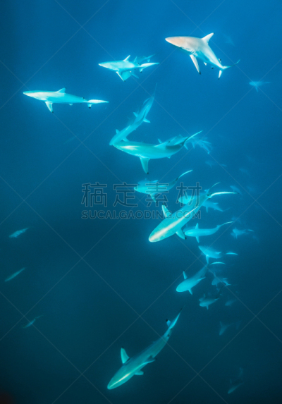 礁鲨,青绿色,婴儿,水,群,在活动中,动物主题,海洋生命,游泳