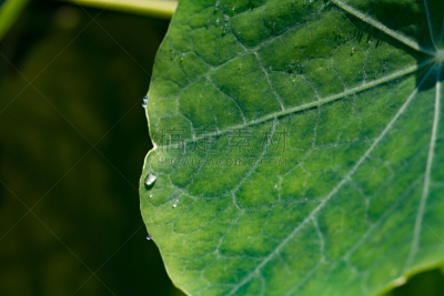 绿色,叶子,旱金莲花,静脉,图像,水滴,园林,水