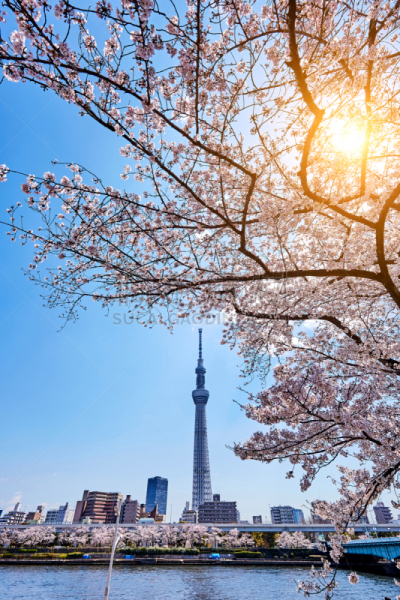 樱桃树,东京天空树,日本,东京,日光,白昼,商务,商务旅行,现代,著名景点
