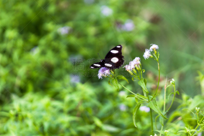 蝴蝶,可爱的,王冠,清新,彩色背景,热带气候,野生动物,Butterfly Garden,鳞翅类,蝴蝶花