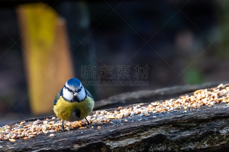 北美歌雀,德国,冬天,黑森州,池塘,瓦尔多夫,动物食性,蓝山雀,几乎,布置