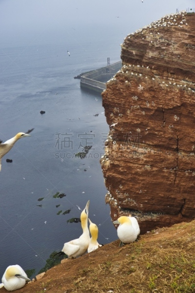 北方鲣鸟,北,石榴石,红岩石,建筑结构,自然,黄色,垂直画幅,野生动物,飞