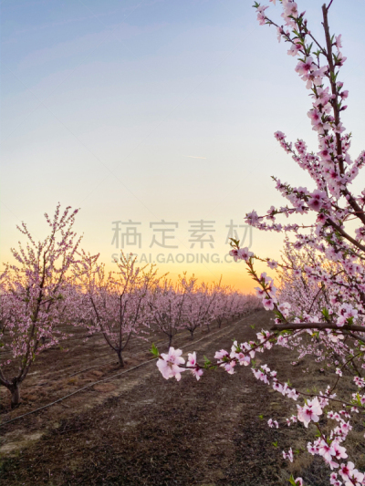 李子,粉色,花朵,小路,农业,自然界的状态,黄昏,中央谷地（美）,加利福尼亚,花