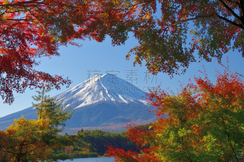 富士山,日本,河口湖,秋叶色,看风景,雪山,世界遗产,植物,枫树,户外