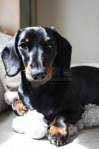 迷你腊肠犬,纯种犬,肖像,玩具,英国,狗,猫科动物,小的,动物,腊肠犬