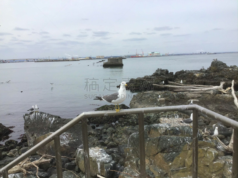 日本,海鸥,海滩,八户,黑色,云,著名景点,自然美,海岸线,波浪