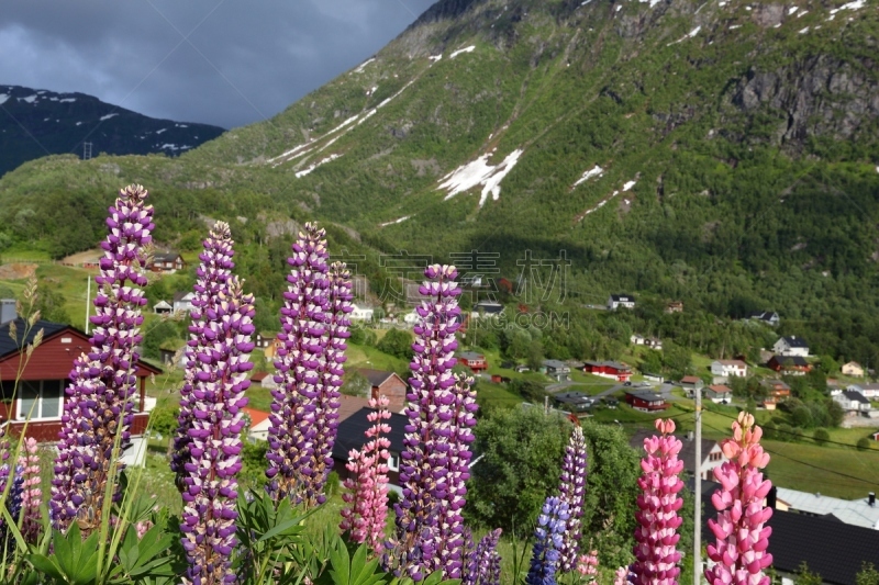 挪威,夏天,霍达兰县,自然,乡村,斯堪的纳维亚半岛,城镇,风景,花