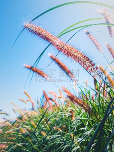 自然,野花,喷泉草,自然美,背景,热带气候,黄昏,复古风格,日落