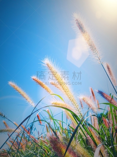 自然,野花,喷泉草,自然美,背景,热带气候,黄昏,复古风格,日落
