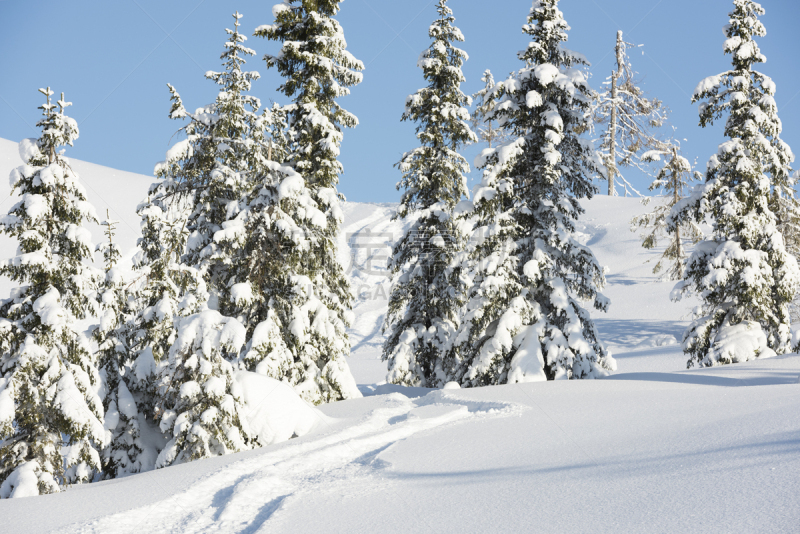 冬天,挪威云杉,山,滑雪痕,森林,越野滑雪板,运动,越野滑雪,云杉,户外