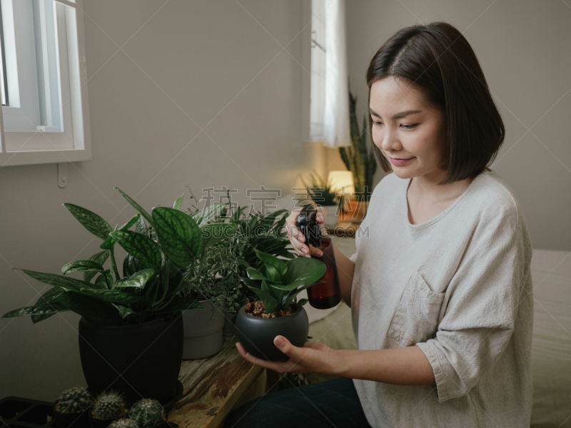 仙人掌,园艺,女性,家庭生活,锅,看,农业,仅日本人,喷雾瓶,泰国