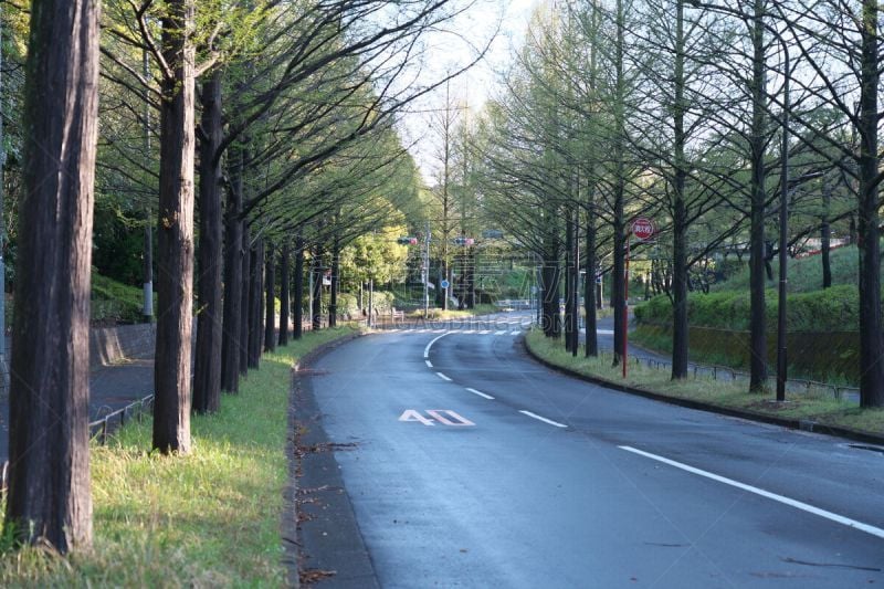 黎明,早晨,街道,郊区,水杉,东京,红杉,湿,树