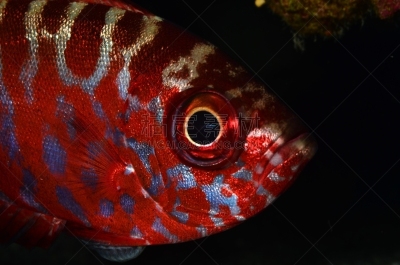 水族馆,海洋生命,野生动物,热带气候,图像,海洋,塞内加尔,动物身体部位,动物,无人