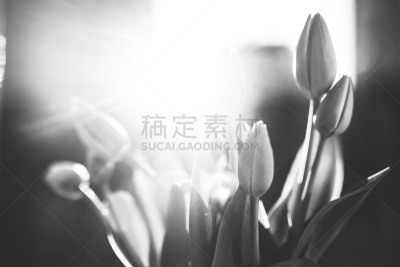 黑白图片,郁金香,华丽的,波兰,清新,花盆,小波兰省,仙人掌,花
