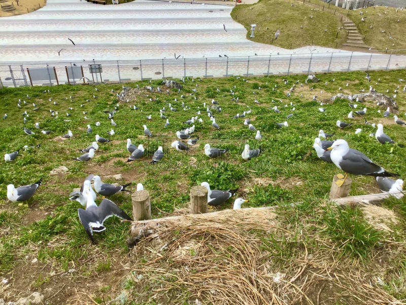 日本,海鸥,八户,大群动物,黑色,黑面海鸥,云,橙子,著名景点,鸟类