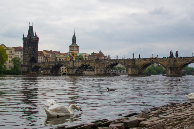 Goose at the riverside of Vltava river with Charles Bridge (KarlÅ¯v most) and Old Town Bridge Tower (StaromÄstskÃ¡ mosteckÃ¡ vÄÅ¾) at the background, in Prague, Czech Republic