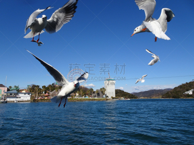 海鸥,小吃,滨松,云,糖果,动物,鸟类,静冈县,户外,自然
