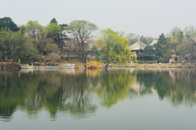 北京大学,春天,校园,北京,公园,枝繁叶茂,草,中国,植物,河流