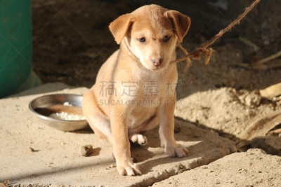 宠物,个人护理,等,可爱的,旅途,动物主题,纯种犬,偏好,华贵,肖像