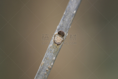 春天,花蕾,叶子,灰树,疤,美国中西部地区,清新,灰色,自然美,生物