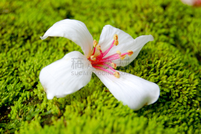仅一朵花,特写,客家族,苔藓,四季,白色,著名景点,大特写,花头,花粉