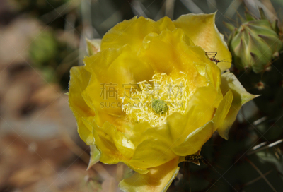 仙人球,玫瑰,自然界的状态,橙色,郁金香,仙人掌,梨,花,绘制,拜访