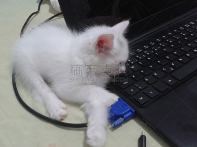 小猫,背景分离,肖像,哺乳纲,小的,动物,动物习性,纯种猫,巴西,蓝色眼睛