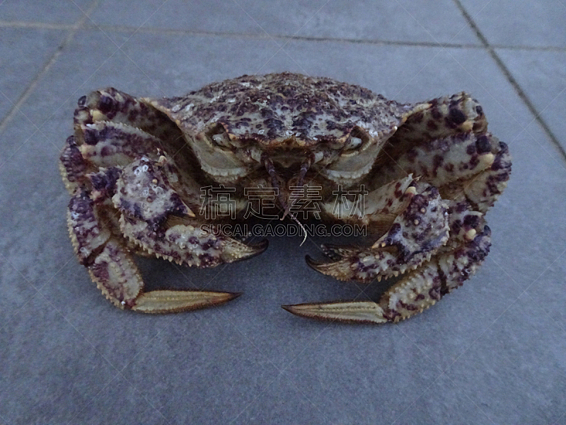 Chestnut-like crab　Helmet crab pictures