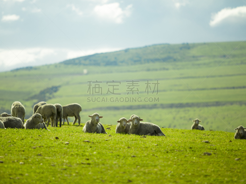 晴朗,绵羊,地形,夏天,农业,俄勒冈郡,英国健壮绵羊,草,动物群,不关心