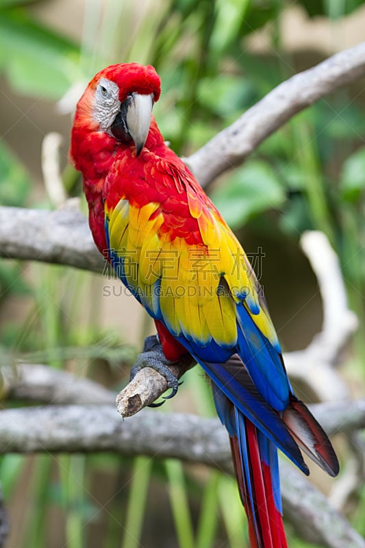 自然,猩红色金刚鹦鹉,垂直画幅,翅膀,公园,野生动物,巴厘岛,鸟类,环绕