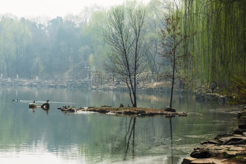北京大学,春天,校园,北京,公园,枝繁叶茂,草,鸟类,中国,植物