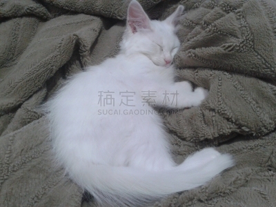 小猫,背景分离,肖像,哺乳纲,小的,动物,动物习性,纯种猫,巴西,蓝色眼睛