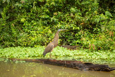雨林,哥斯达黎加,横纹虎鹭,tortuguero national park,热带气候,云,环境保护,鹭科,自然美,鸟类