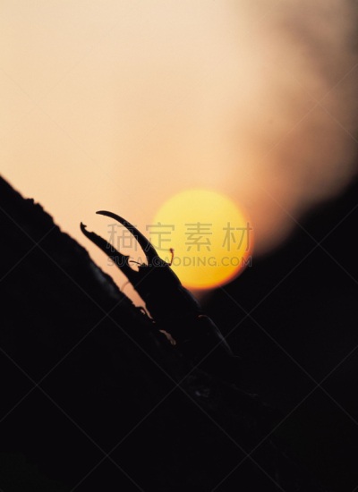 有角的,甲虫,长的,车用喇叭,天牛,自然,垂直画幅,美,宁静,绿色