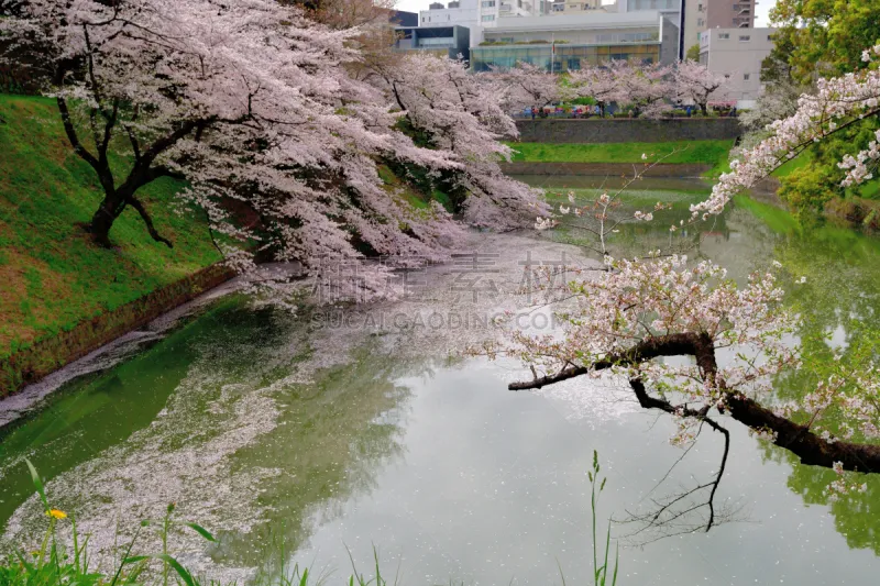 樱桃树 东京 公园 花图片素材下载 稿定素材