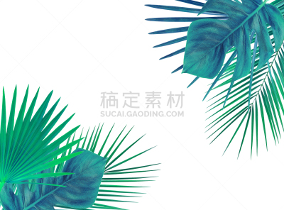 白色,绿色,棕榈树,分离着色,生物学,复叶,一个物体,背景分离,边框,离开