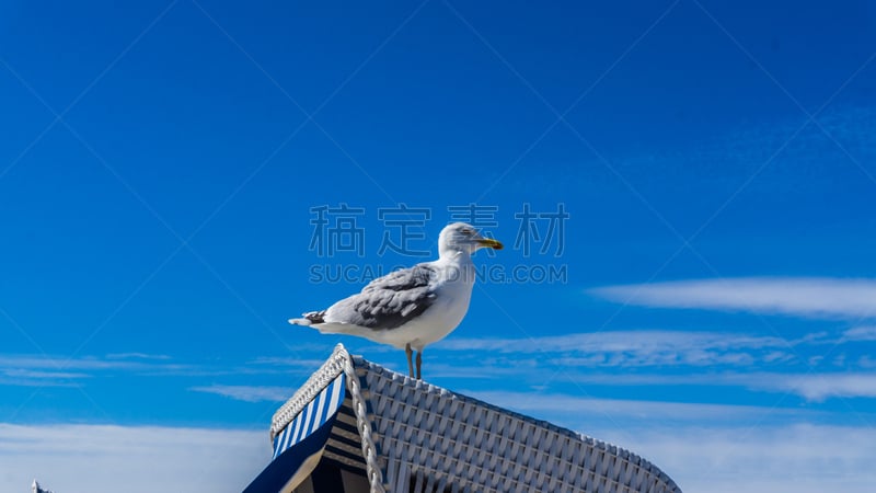 海鸥,户外椅,风,灰色,野生动物,腿,椅子,翅膀,脊椎动物,动物