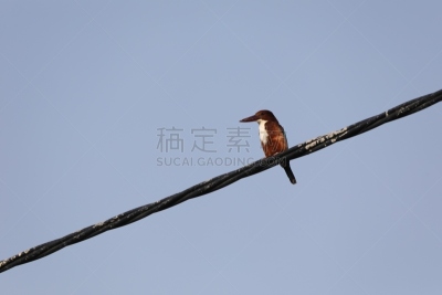 翠鸟,白色,自然界的状态,防水长靴,野生动物,翅膀,一只动物,色彩鲜艳,池塘,自然美