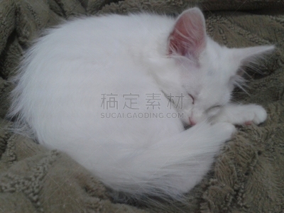 小猫,背景分离,肖像,哺乳纲,小的,动物,动物习性,纯种猫,巴西,蓝色眼睛