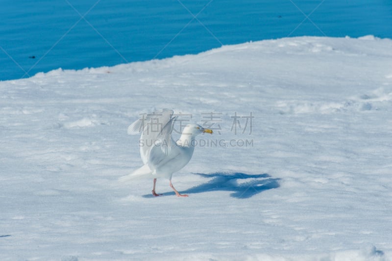 北极鸥,绿灰色翼海鸥,寒冷,灰色,野生动物,鸟类,斯瓦尔巴特群岛和扬马延岛,夏天,户外,冰