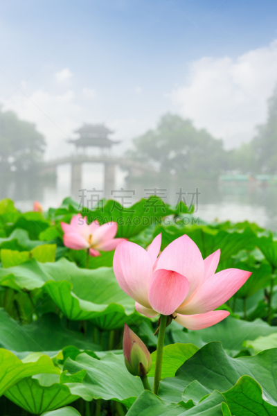 西湖,杭州,荷花,夏天,花头,垂直画幅,水,美,公园,户外