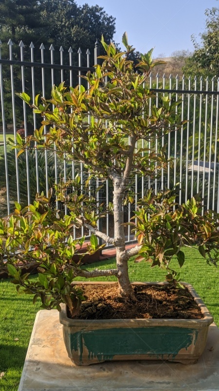 金合欢树,英国广播公司,含羞草酒,花盆,甜点心,鸟类,盆景,植物,日冕形病毒,户外