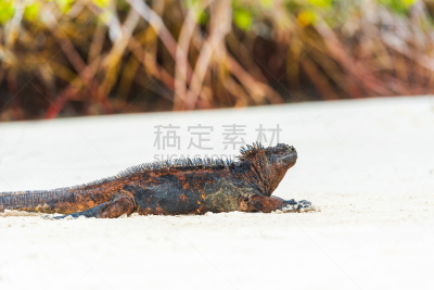 沙子,海鬣蜥,加拉帕戈斯群岛,选择对焦,海滩,波特酒,圣克鲁斯岛,热带气候,世界遗产,野生动物